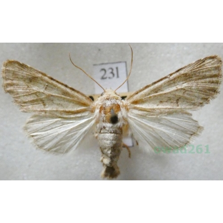 Mythimna vitellina (Hübner, 1808) Czech23l